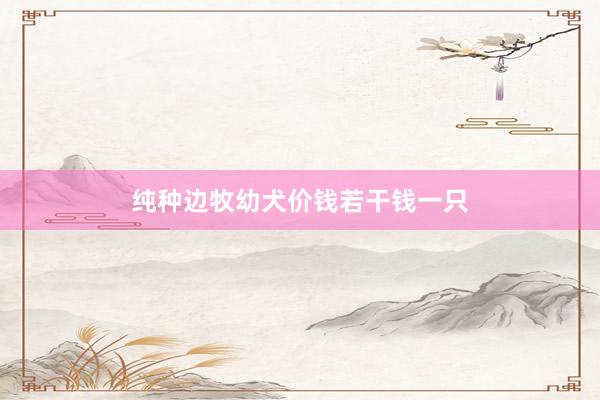 纯种边牧幼犬价钱若干钱一只